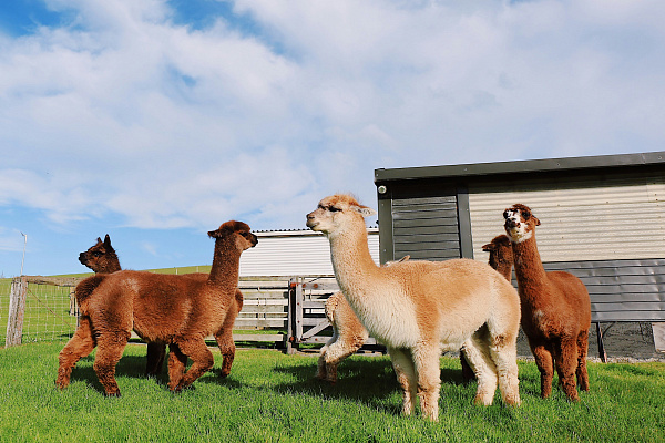 Passeggiata con gli alpaca